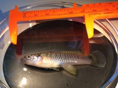 Pseudoxiphophorus bimaculatus