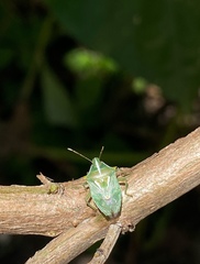 Tylospilus distans