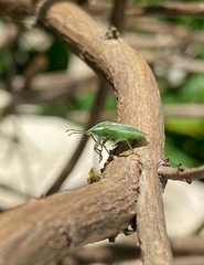 Tylospilus distans