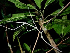 Phobaeticus serratipes