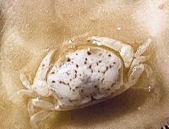 Dissodactylus mellitae