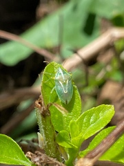 Tylospilus distans