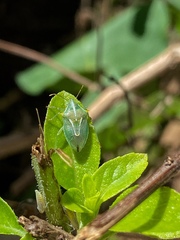 Tylospilus distans
