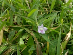 Ruellia repens