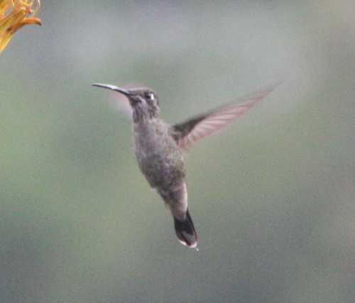 Eugenes fulgens