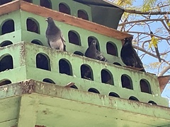 Columba livia domestica