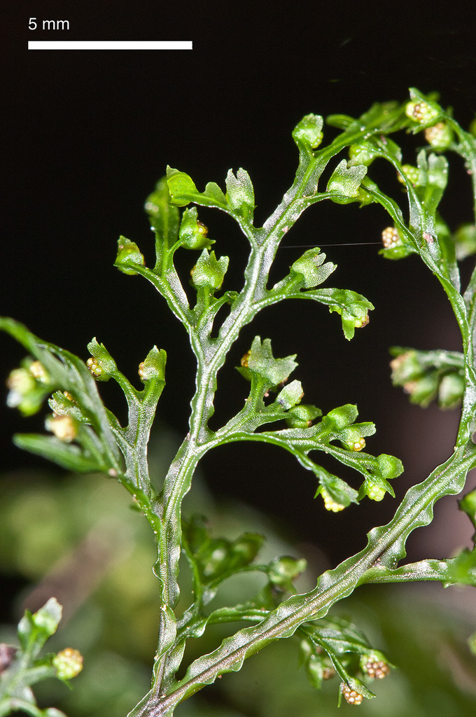 Hymenophyllum pluviatile