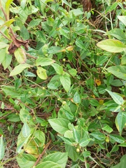 Microstachys corniculata