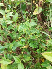 Microstachys corniculata