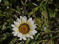 Gazania
