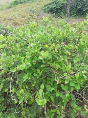 Oxypetalum banksii