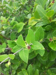 Oxypetalum banksii