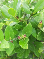 Oxypetalum banksii