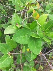 Oxypetalum banksii