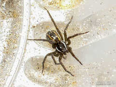 Diapontia uruguayensis