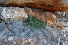 Teedia lucida