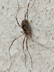Dasylobus