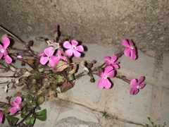 Silene pseudoatocion