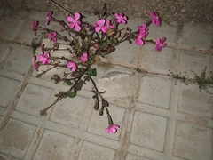 Silene pseudoatocion