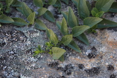Teedia lucida