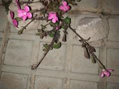 Silene pseudoatocion