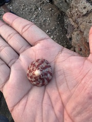 Trochus radiatus