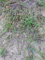 Hexasepalum apiculatum