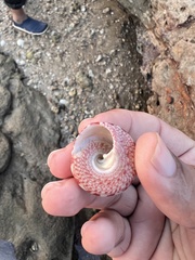 Trochus radiatus
