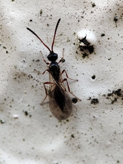 Acanopsilus