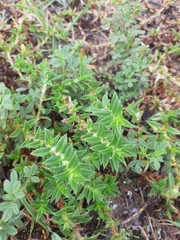 Hexasepalum apiculatum