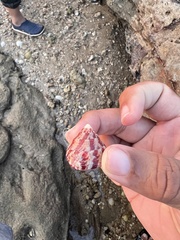 Trochus radiatus