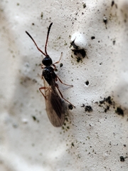 Acanopsilus