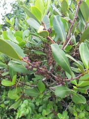 Myrsine parvifolia