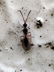 Acanopsilus