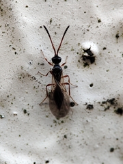 Acanopsilus