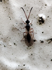 Acanopsilus
