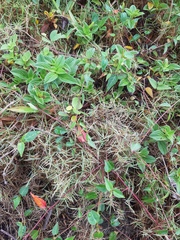 Zoysia matrella