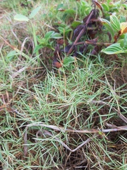 Zoysia matrella