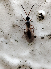 Acanopsilus