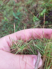 Zoysia matrella