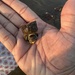 オオコシダカサザエ