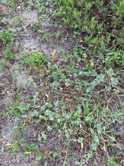 Acicarpha bonariensis