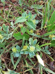 Acicarpha bonariensis