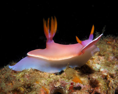 Hypselodoris variobranchia