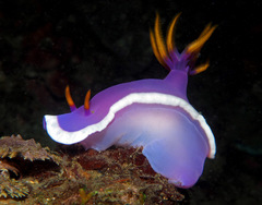 Hypselodoris variobranchia