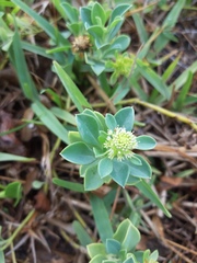 Acicarpha bonariensis
