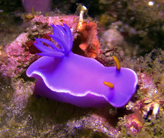 Hypselodoris variobranchia