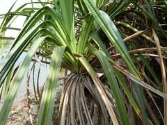 Pandanus candelabrum