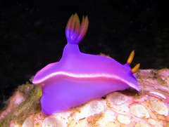 Hypselodoris variobranchia
