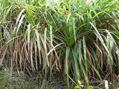 Pandanus candelabrum